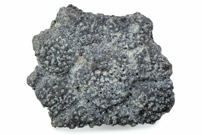 Fossil Glyptodont (Glyptotherium) Bony Armor Osteoderm - Florida #362303